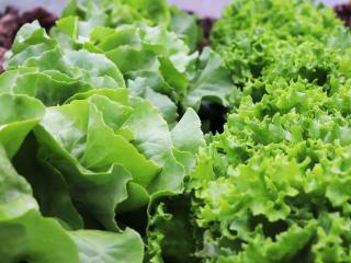 Jak se vyznat v zelených listových salátech – 3. díl | rady a tipy
