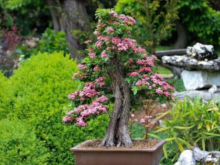 bonsai
